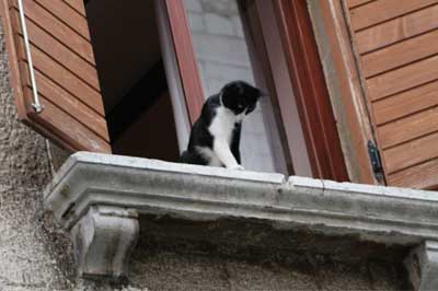 Katze sitzt an offenem Fenster