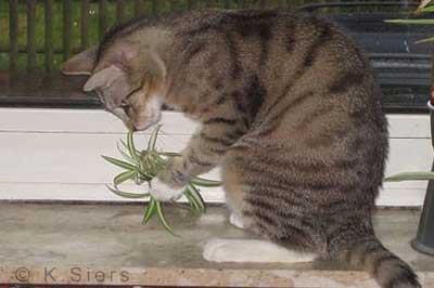 Katze knabbert an Grünlilie