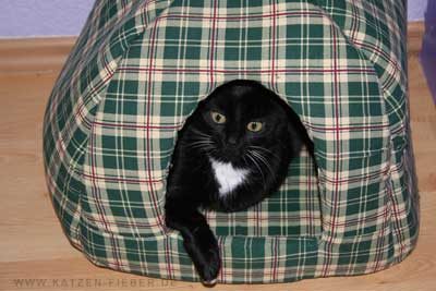 Katze Lucy in ihrer Katzenhöhle