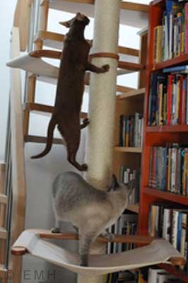Katze läuft an Kratzbaum hoch
