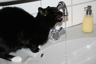 Katze beim Trinken aus dem Wasserhahn