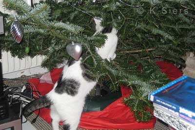 Katze erkundet einen Weihnachtsbaum