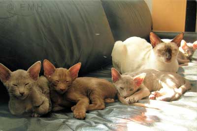 Katzenkitten mit Mutterkatze