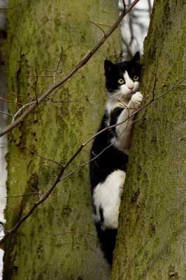 Katze klettert auf Baum