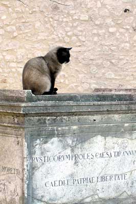 Katze sitzt auf Denkmal/Grabstein