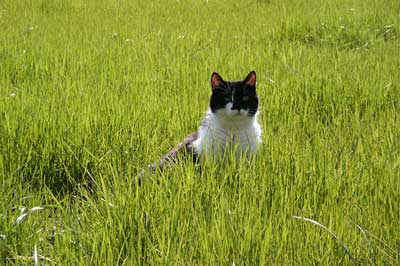 Katze im hohen Gras