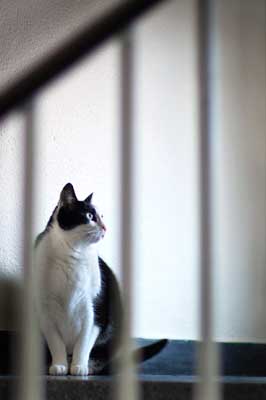 Katze im Treppenhaus