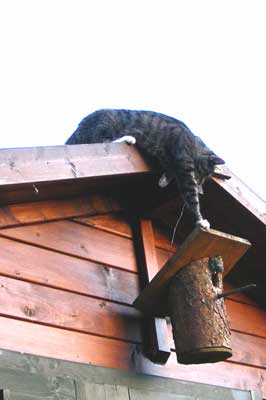 Katze klettert auf Vogelhaus