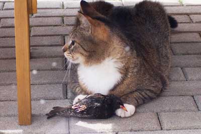 Katze mit Beute