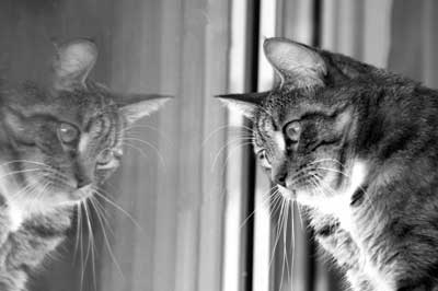 Katze spiegelt sich im Fenster