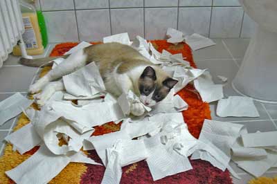 Katze zerfetzt Toilettenpapier