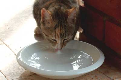 Katze trinkt aus Schüssel