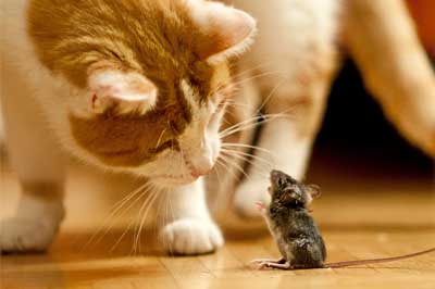 Katze begrüßt Maus