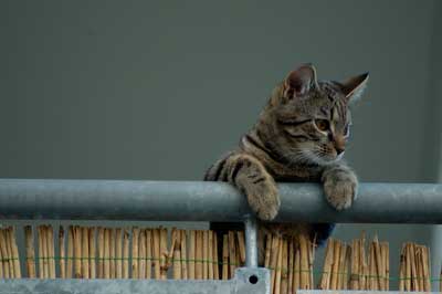 Katze auf ungesichertem Balkon