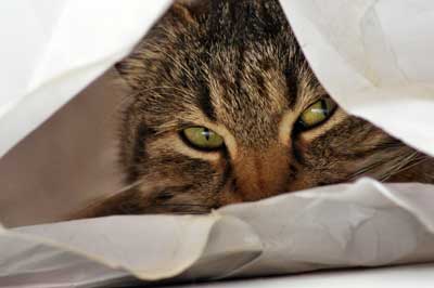Katze versteckt sich in einer Tüte