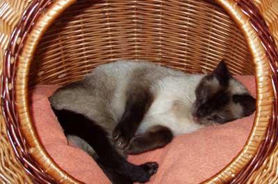 Katze schläft im Weidenkörbchen