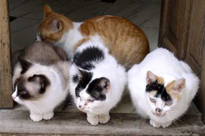Katzengruppe