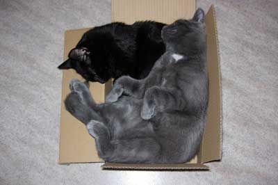 Katzen schlafen zusammen in Karton