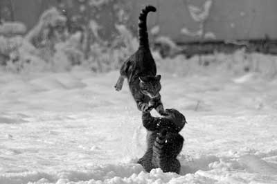 spielende Katzen im Schnee