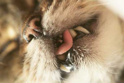 Katze zeigt ihre Zähne