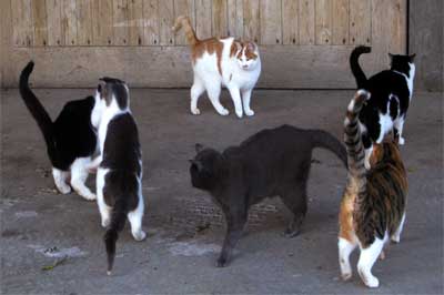 eine Gruppe von Katzen