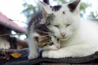 Kitten und Mutterkatze