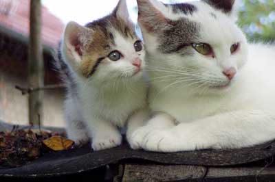 Mutterkatze mit Kitten