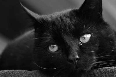 Schwarz/weiss-Bild einer Katze