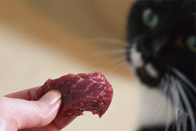 Katze und Rohfleisch