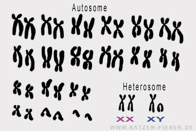 Katze Autosome und Heterosome (Geschlechtschromosomen)