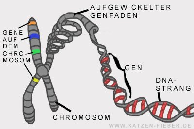 chromosomen bestehend aus Genfäden und DNA