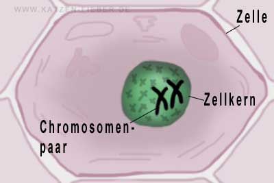Zelle mit Zellkern und darin liegenden Chromosomen