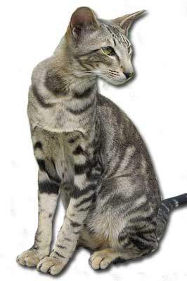 Orientalisch Kurzhaar-Katze