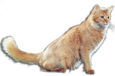 Somali Katze