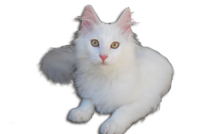 Türkisch Angora Katze